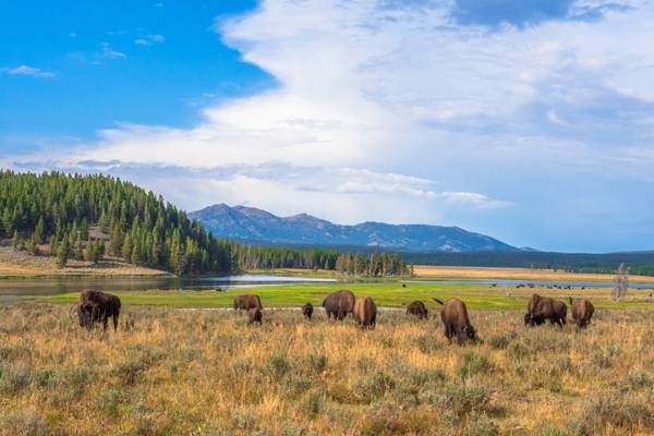 A herd of bison grazing in Hayden Valley